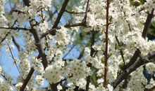 Hug in spring_350字