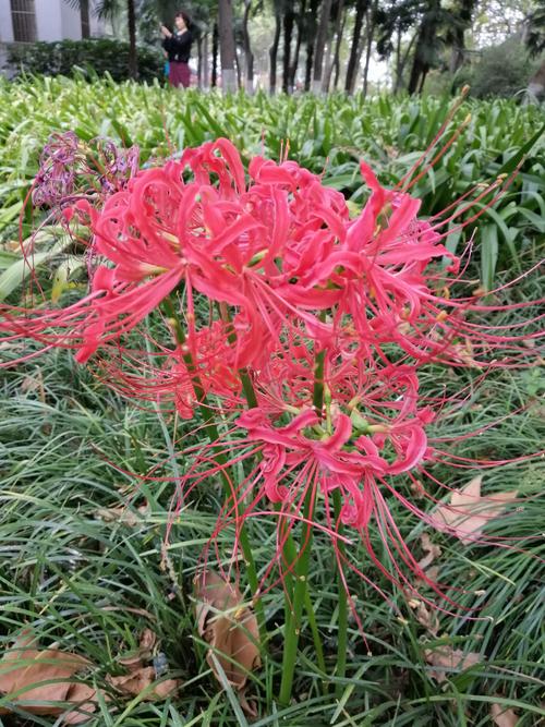 四年级组成：游玄武湖_650字