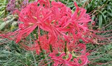 四年级作文：游玄武湖_650字