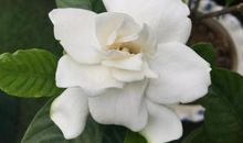 栀子花开的季节里_650字