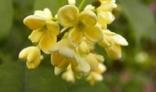 心似桂花开_900字