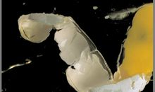 打碎鸡蛋的发现_800字