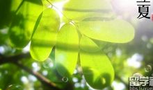 关于立夏的作文：立夏节_650字