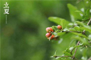 Lixia的组成：夏天_550字