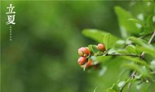 关于立夏的作文：过立夏_550字