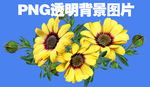 向日葵_150字