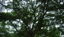 校园里的大榕树_450字