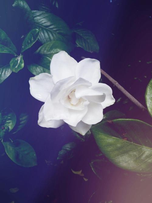 最后的栀子花掉了_1200字