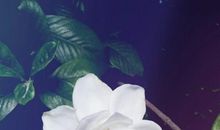 最后一朵栀子花落下来_1200字