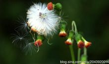 2013，崭新的梦_200字