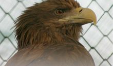 我的动物学家梦_550字