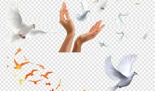 放飞梦想，不管身在何方_700字