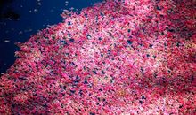 春天的美景_350字