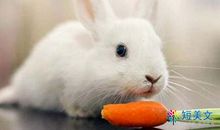 同情小螃蟹_300字