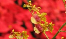 梦想花开彼岸_900字