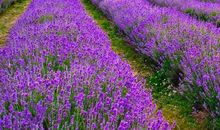 聆听心灵的梵音_1500字