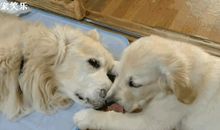 外公家的小狗_300字