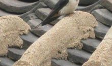 小檐日日燕飞来_650字