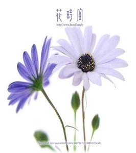 思想花_700字