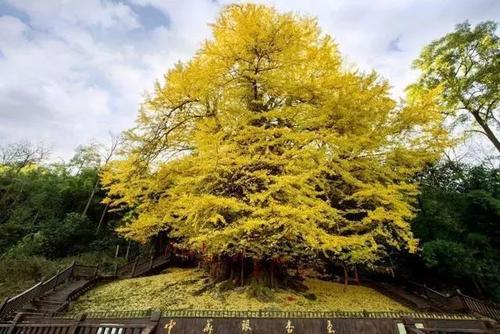 那棵树，木头_1000字