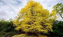 那棵树，那片林_1000字