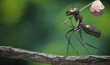 蚂蚁的节日_400字