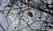 凋零的希望何处埋葬_1000字