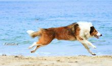 小狗“波比”_450字