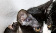 凌晨或深夜的猫_400字