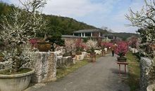 美丽的东方梅园_450字