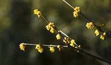 许下的愿望：腊梅绽放，愿你苏醒_900字