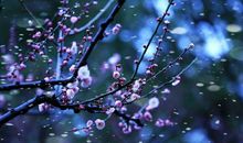 爱拥有梅花品质的人_900字