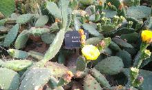 我喜欢仙人球_150字