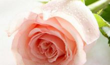 爱上你是我今生最大的幸福！_500字