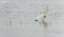 自由的天堂_400字