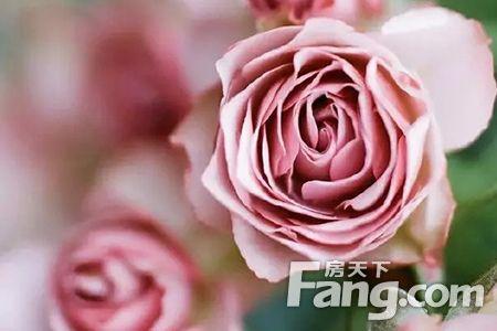 玫瑰姑娘，你睡觉吗？ _450字