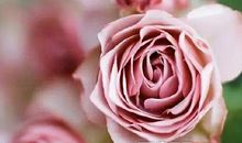 玫瑰女孩，在沉睡吗？_450字