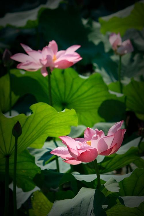 我喜欢莲花_650字