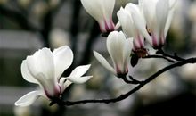 母亲对我的爱_550字