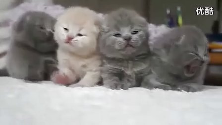 猫在打鼾_200字