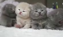 猫在打盹儿_200字