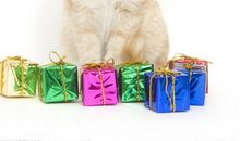 可爱的小猫_150字