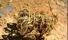 顽强的复活草_600字