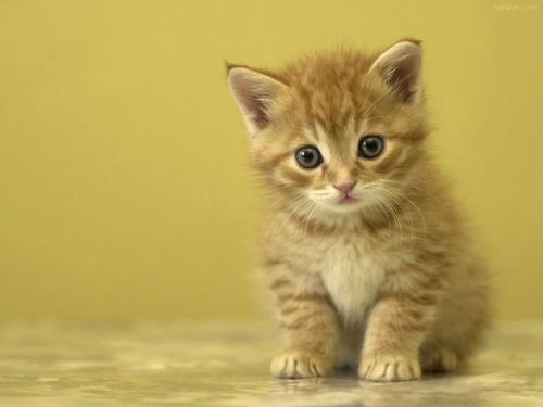 我的小猫_550字