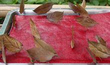 神奇的“枯叶”_600字