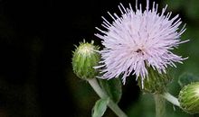 缕缕书香暖暖爱心_450字