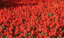 串儿红，红艳艳_1200字