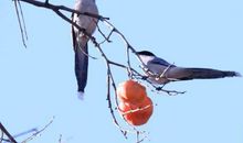 春蕾杯二等奖作文选：《爱护小喜鹊》