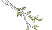 小兔的自述_900字