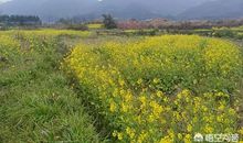 那一次，我读懂了坚强_650字